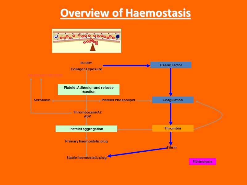 Overview of Haemostasis INJURY Collagen Exposure Platelet Adhesion and release reaction Platelet aggregation VASOCONSTRICTION